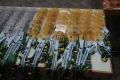 DSC08674.JPG